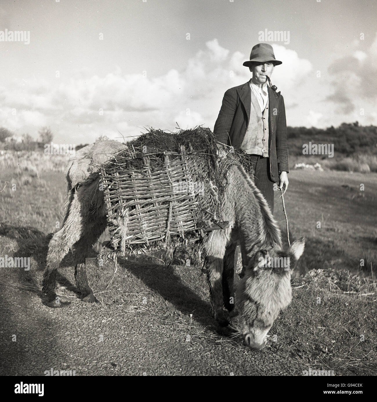 années 1950, historique, un irlandais rural portant un chapeau et fumant un tuyau debout avec son âne, avec un panier en osier sur son dos pour transporter de la tourbe. Banque D'Images