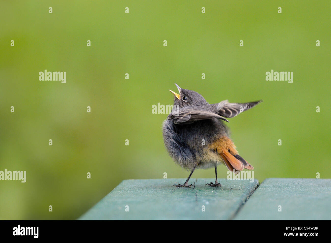 Rougequeue noir, Basse-Saxe, Allemagne, (Phoenicurus ochruros) Banque D'Images