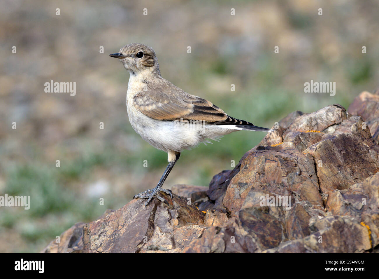 Isabelline Traquet motteux, la Mongolie (Oenanthe isabellina) Banque D'Images