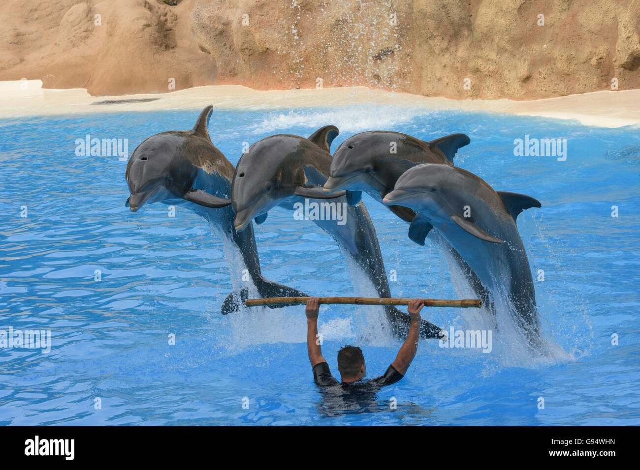 Spectacle de dauphins, de l'Europe Banque D'Images