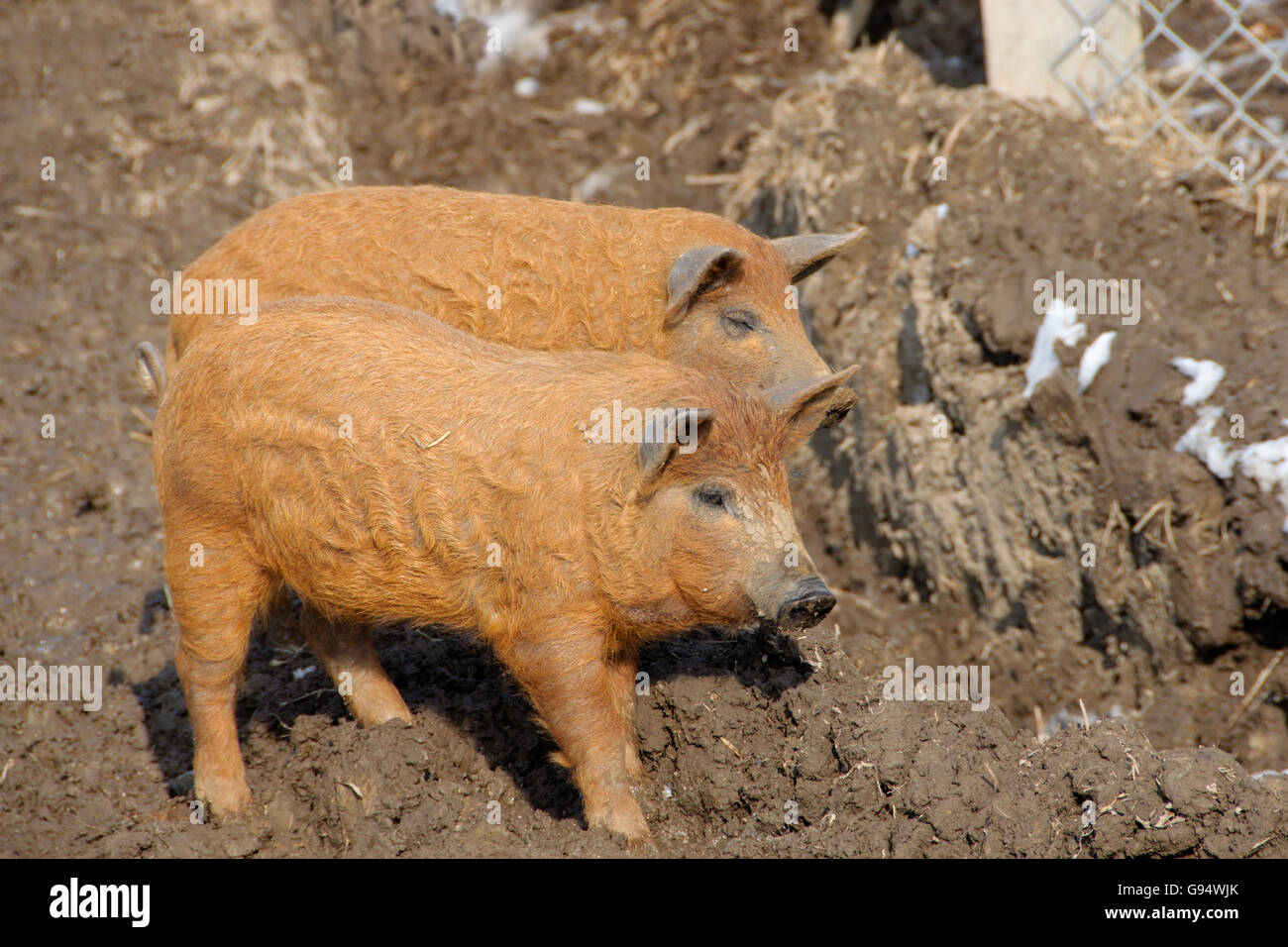 Cochon Mangalica Banque D Image Et Photos Alamy Cochon Mangalica Banque D Image Et Photos Alamy