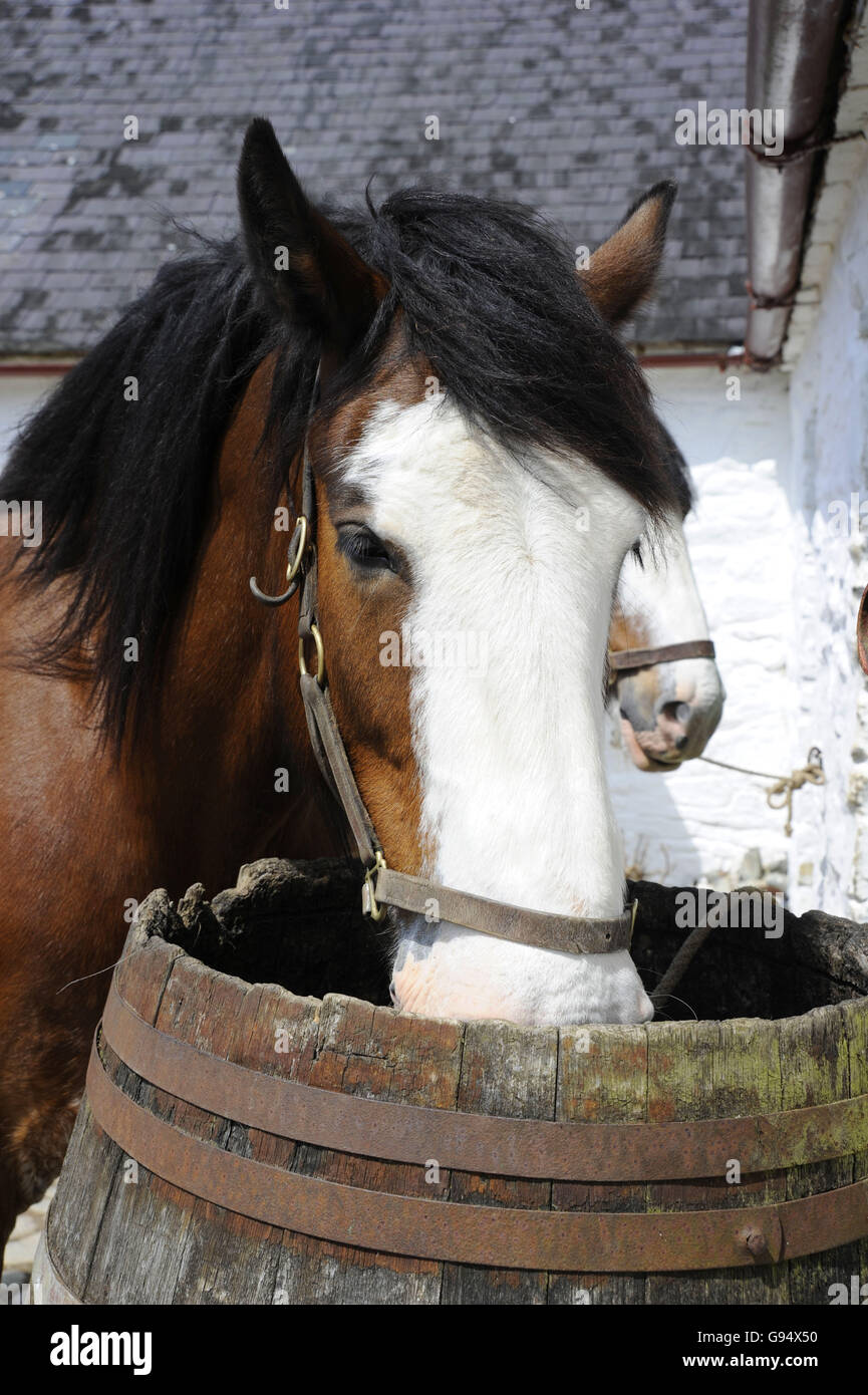 Shire Horse boire de baril, musée en plein air Muckross, Ring of Kerry, le parc national de Killarney, comté de Kerry, Irlande Banque D'Images