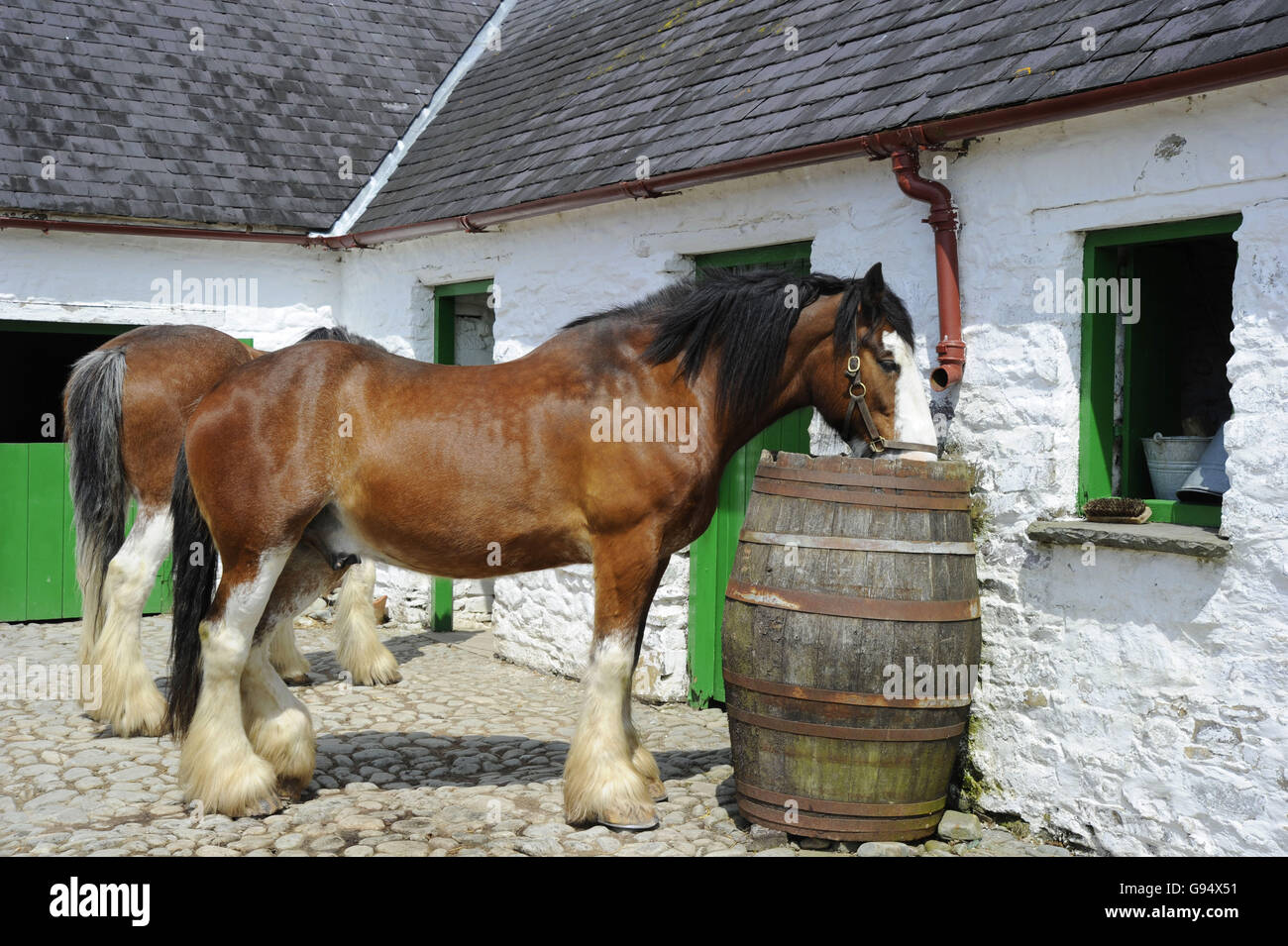 Shire Horse boire de baril, musée en plein air Muckross, Ring of Kerry, le parc national de Killarney, comté de Kerry, Irlande Banque D'Images