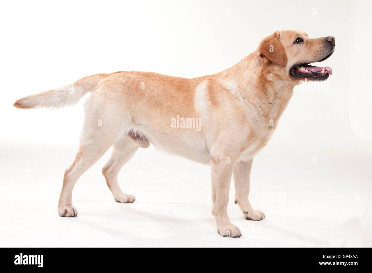 Labrador Retriever, mâle / côté Banque D'Images