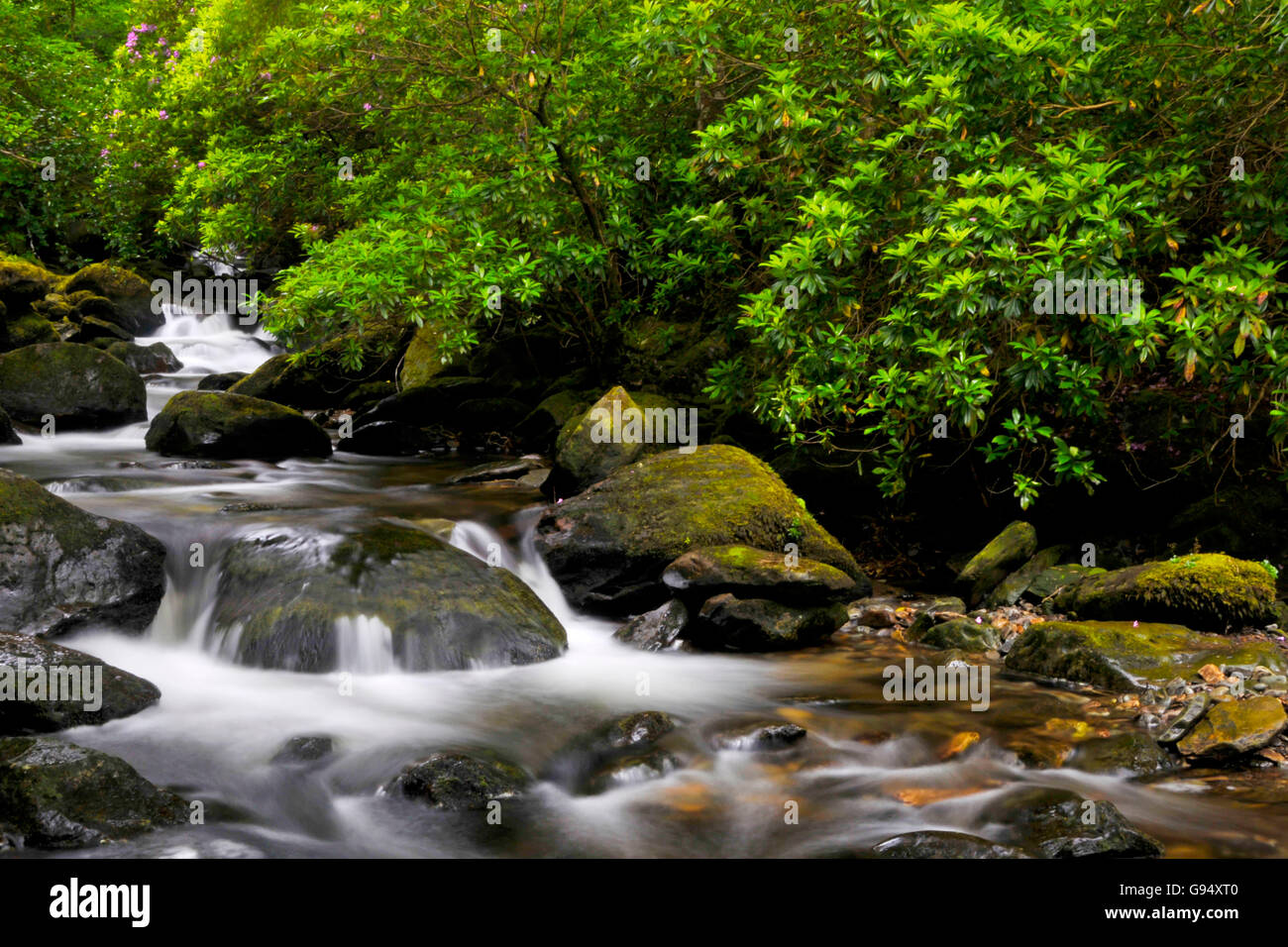 Flux à Torc Waterfall, le parc national de Killarney, Killarney, comté de Kerry, Irlande Banque D'Images