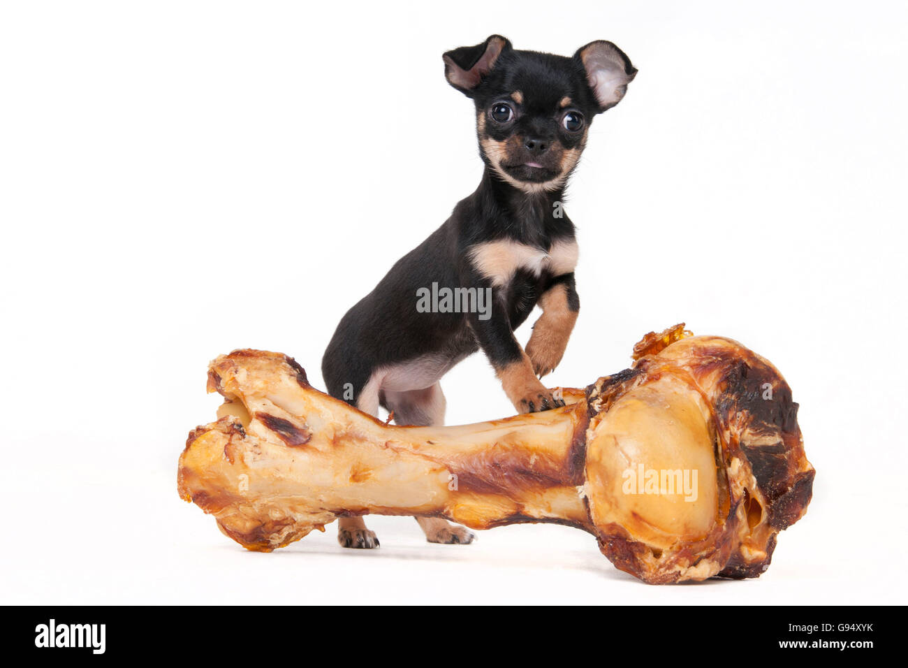 Chihuahua, chiot, à poil court, 11 semaines, noir et feu, et big bone / manteau lisse Banque D'Images