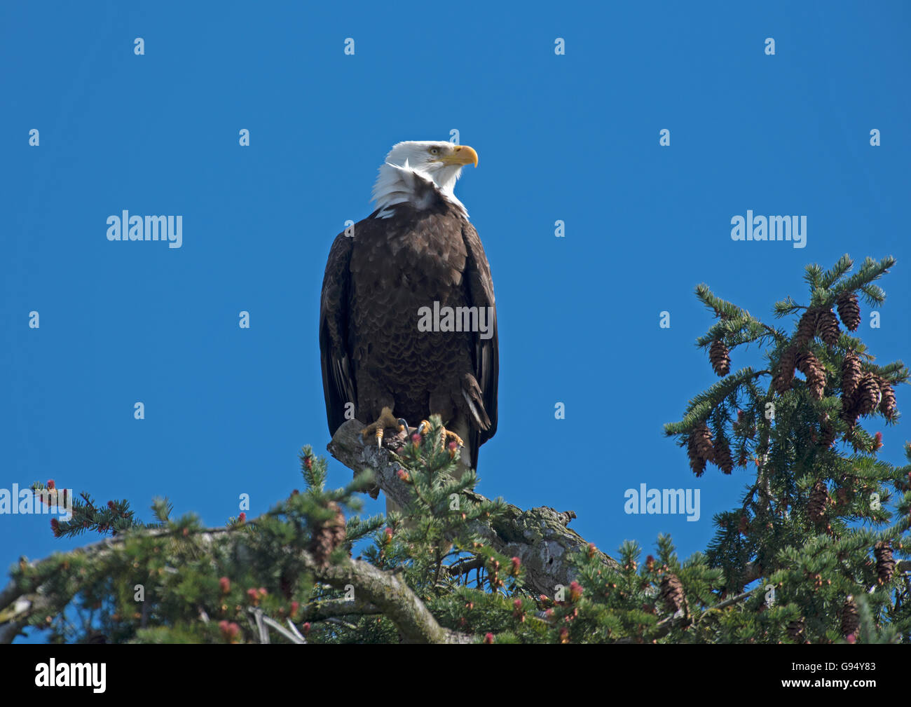 L'aigle chauve américain l'arpentage de ses environs à partir d'une point de vue sur la cime des arbres. 10 529 SCO. Banque D'Images