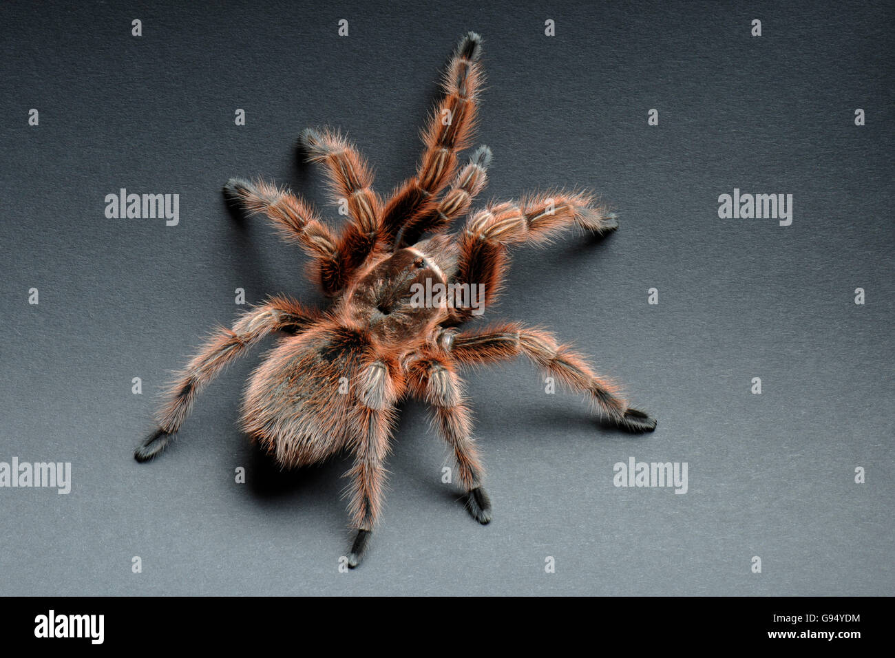 Red-haired Tarentule chilienne / (Grammostola rosea, Grammostola cala) / Tarantula cheveux rose du Chili Banque D'Images