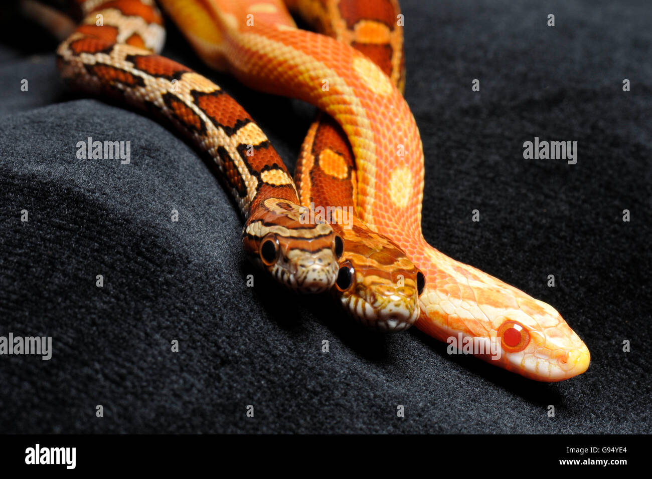 Red Rat (Pantherophis guttatus / Serpents, Coluber guttatus, Elaphe guttata) Banque D'Images