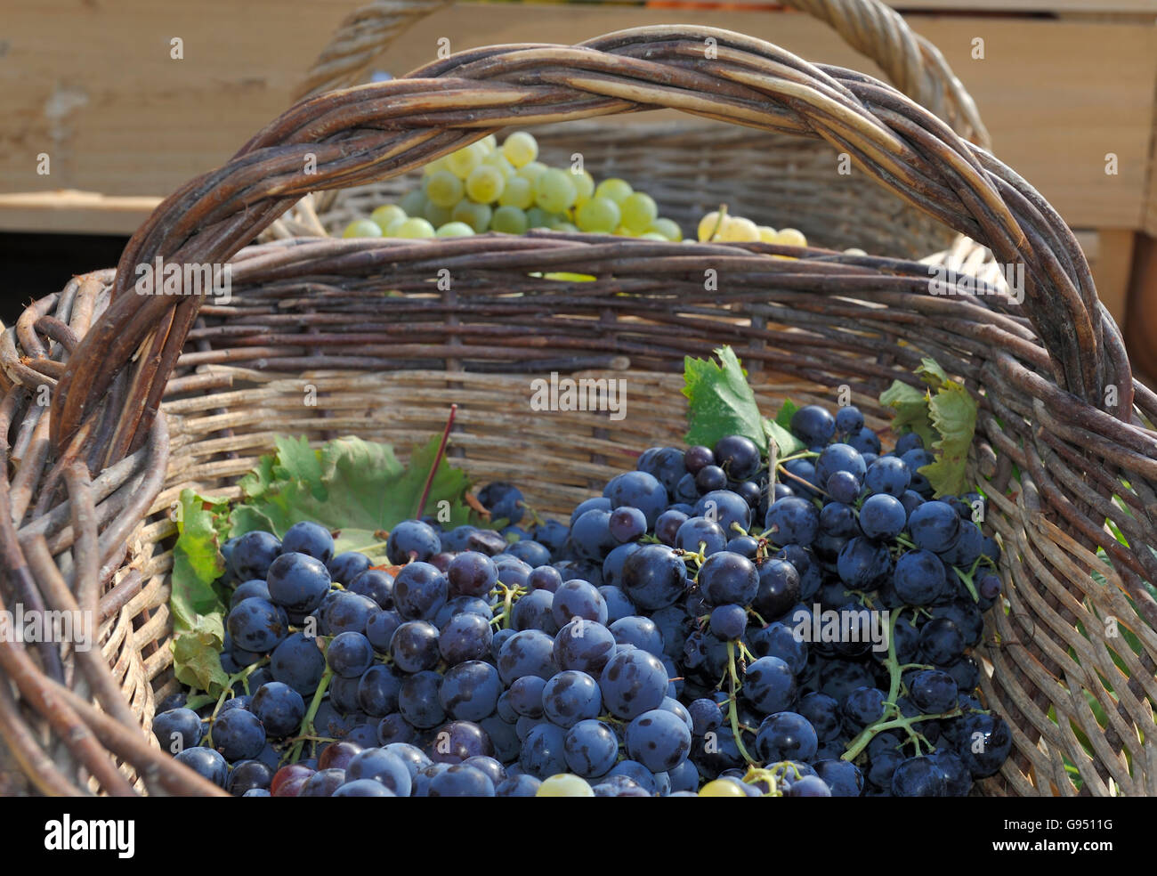 Le bleu et le vert des raisins de la Provence dans les paniers en osier après la récolte Banque D'Images