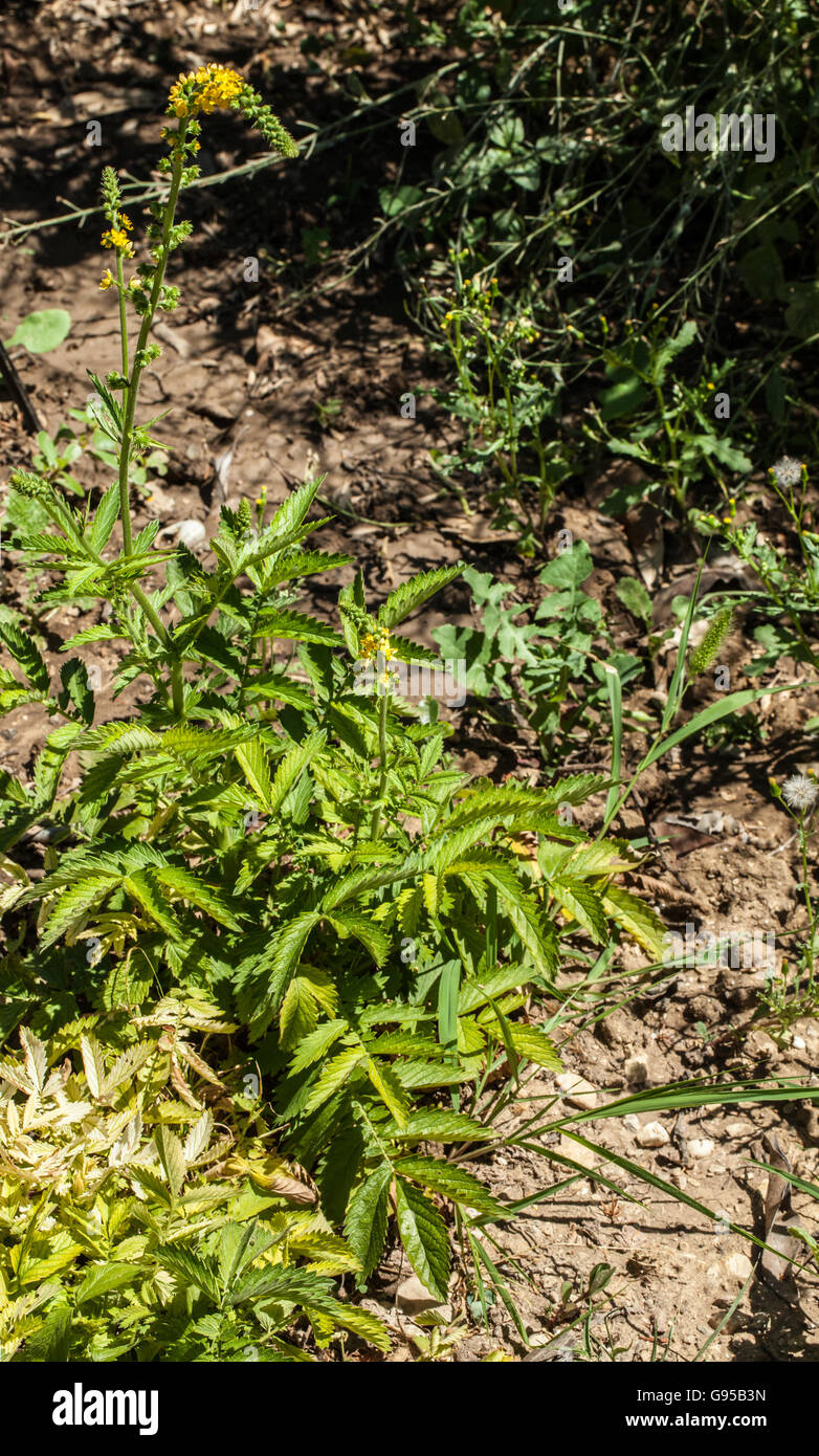 Agrimonia eupatoria Banque D'Images