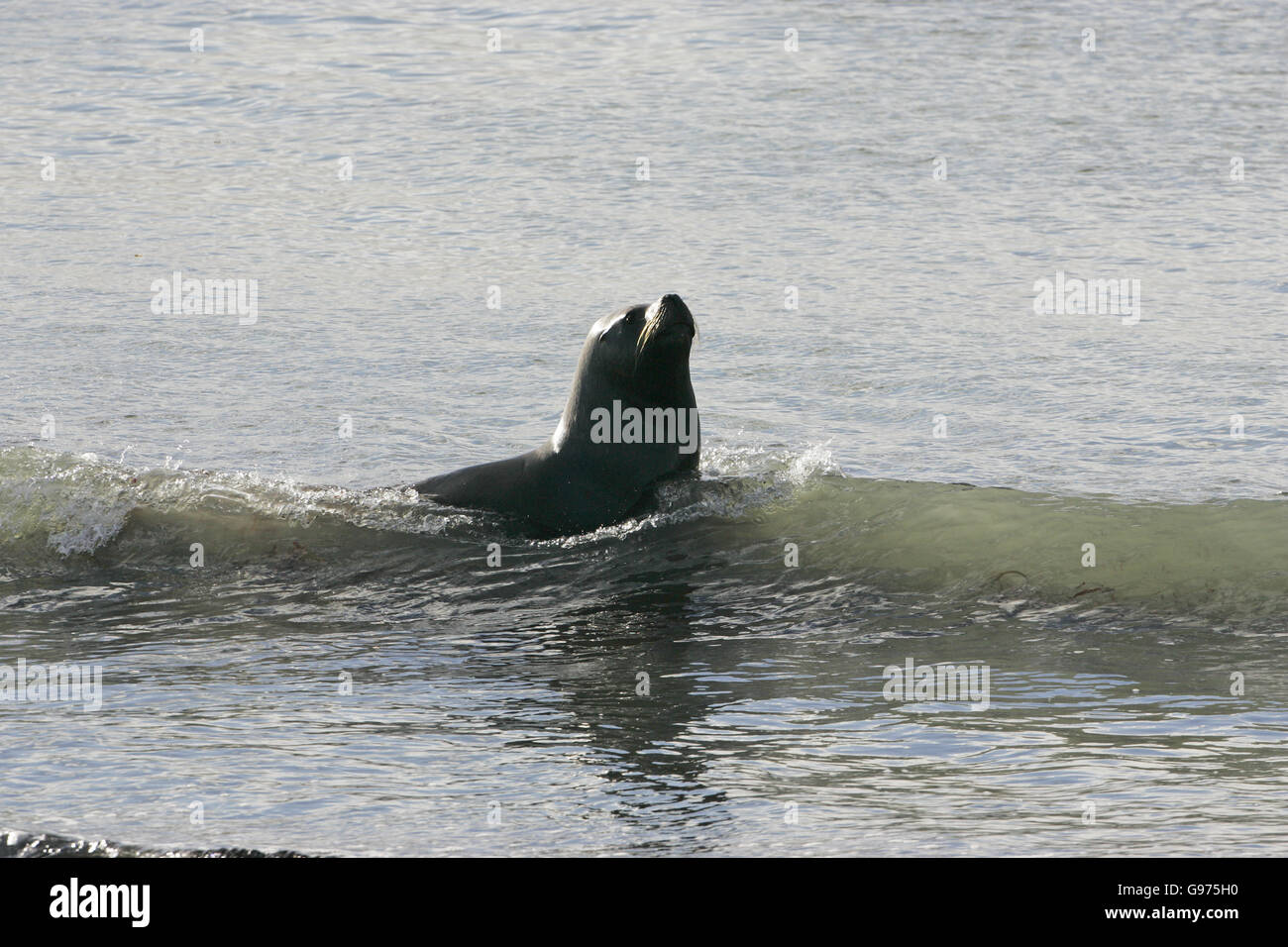 Lion de mer d'Amérique du Sud Iles Falkland Otaria flavescens Banque D'Images