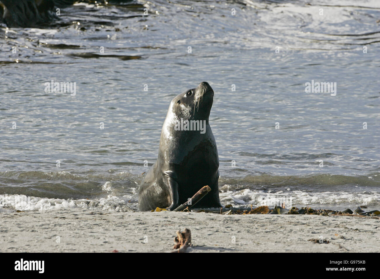 Lion de mer d'Amérique du Sud Iles Falkland Otaria flavescens Banque D'Images