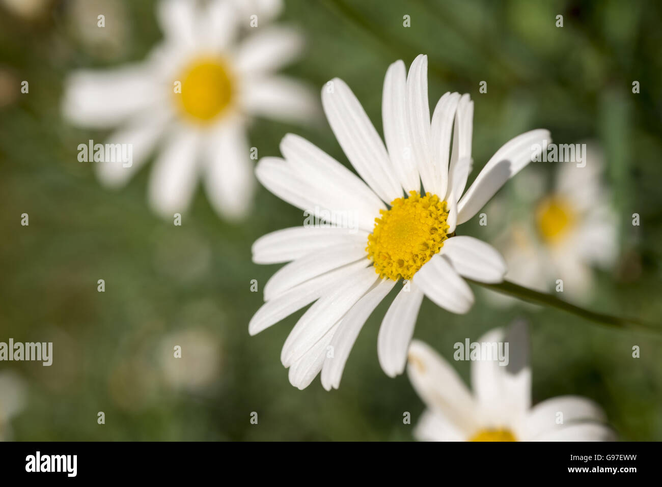 Champ de fleurs marguerite sauvage sur l'heure d'été saison, Close up of white camomille avec arrière-plan flou. Banque D'Images