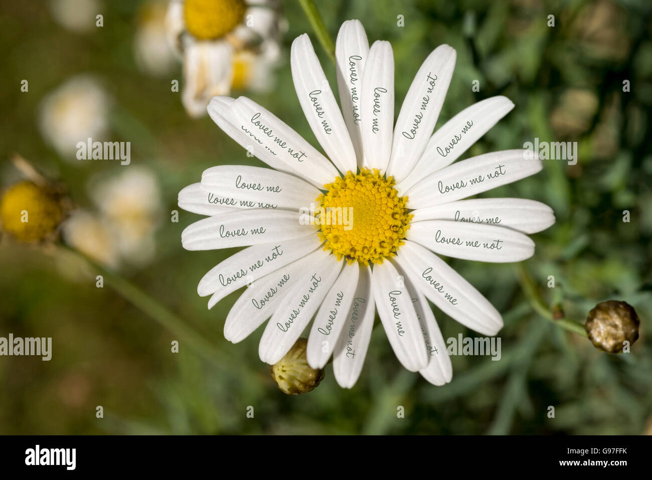 Close up Vue de dessus des fleurs daisy sauvages avec m'aime pas du texte sur les pétales, concept nature shot. Banque D'Images
