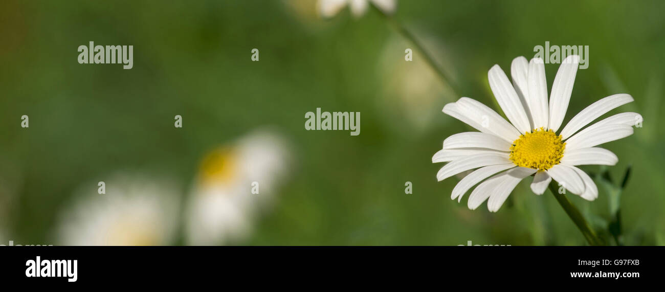 Champ de fleurs marguerite sauvage sur l'heure d'été saison, Close up of white camomille avec arrière-plan flou. Format de la couverture des médias sociaux Banque D'Images