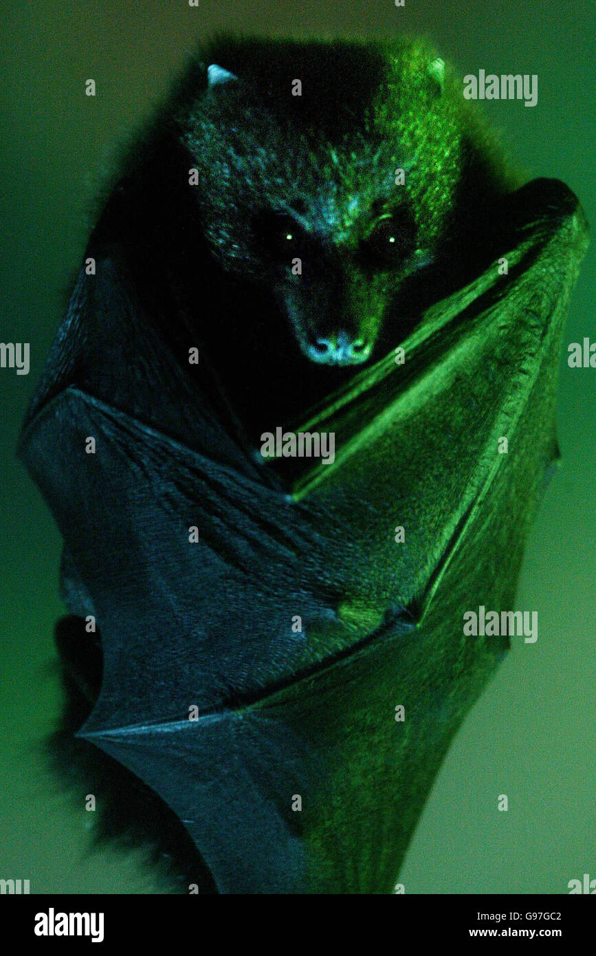 Une batte de fruits au zoo de Dublin, dimanche 12 mars 2006. Un groupe de conservation s'emploie à dissiper les mythes légendaires entourant les chauves-souris afin d'aider à protéger l'avenir des espèces menacées. Avec des histoires de vampires en partie à blâmer pour la mauvaise image publique des mammifères nocturnes, Bat conservation Ireland s'efforce de rassurer les propriétaires qui pourraient les trouver dans leurs attiques. Voir PA Story ENVIRONMENT Bats. APPUYEZ SUR ASSOCIATION photo. Le crédit photo devrait se lire comme suit : Niall Carson/PA Banque D'Images