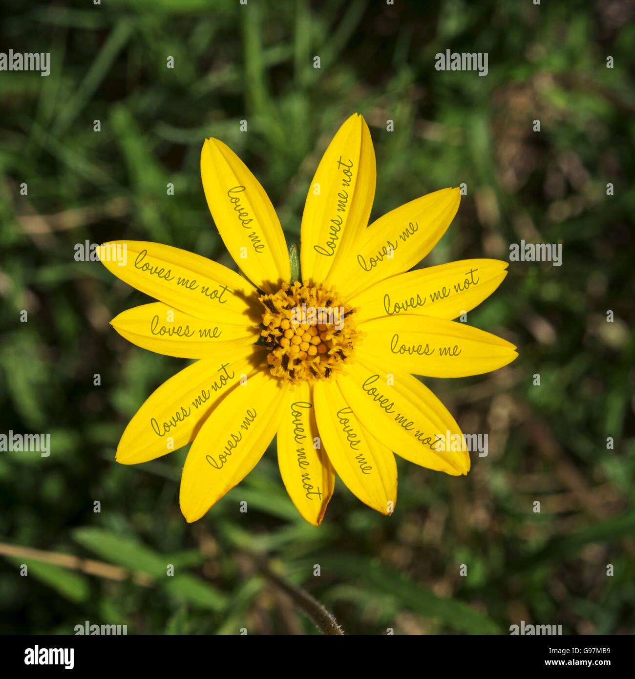 Jaune avec des fleurs colorées marguerite m'aime pas du texte sur les pétales et l'arrière-plan flou champ vert. Banque D'Images