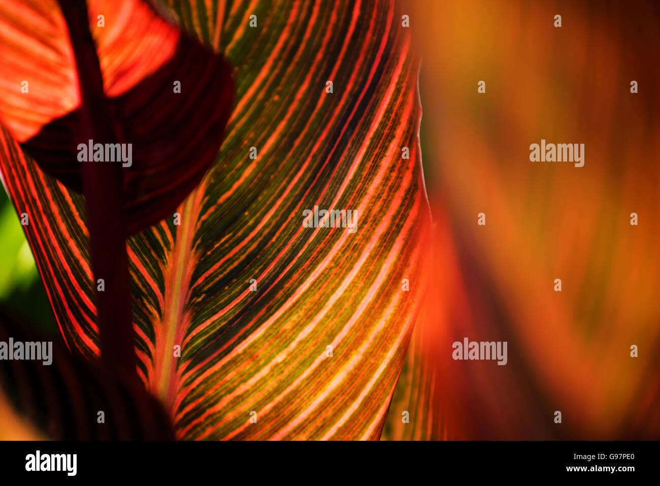 Close up of colorful les feuilles des plantes dans l'été avec l'arrière-plan flou. Banque D'Images