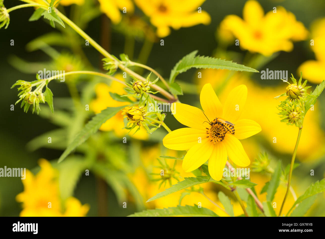 Chauliognathus pensylvanicus, soldat beetle, Verge d'bénéfiques sur helianthus decapetalus wildflower. Banque D'Images