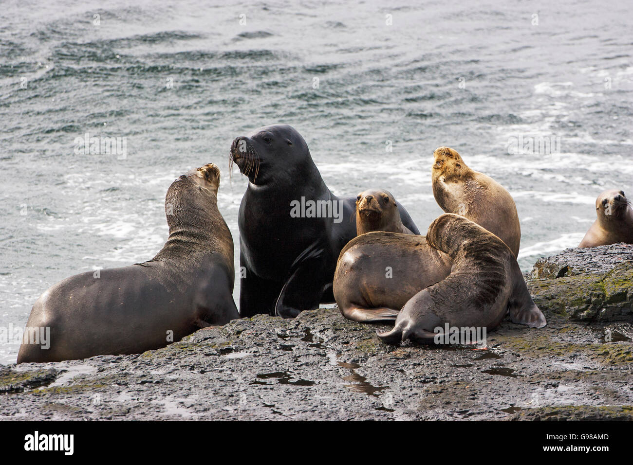 Lion de mer du Sud Otaria flavescens mâle avec les femelles à terre plus sombres des îles Falkland Island Banque D'Images