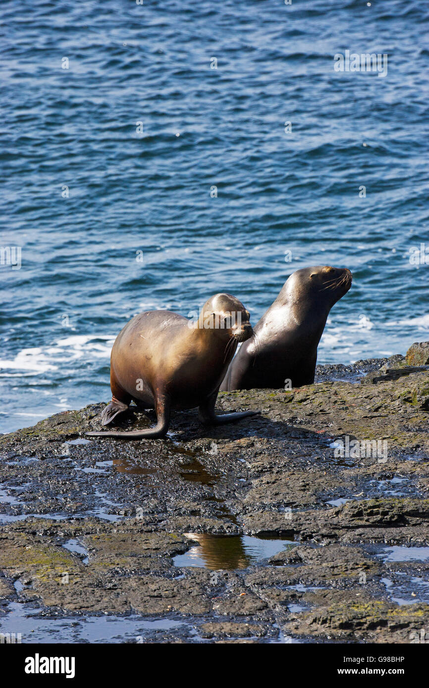 Lion de mer du Sud Otaria flavescens femelles sur côte rocheuse sombre Island Iles Falkland Banque D'Images