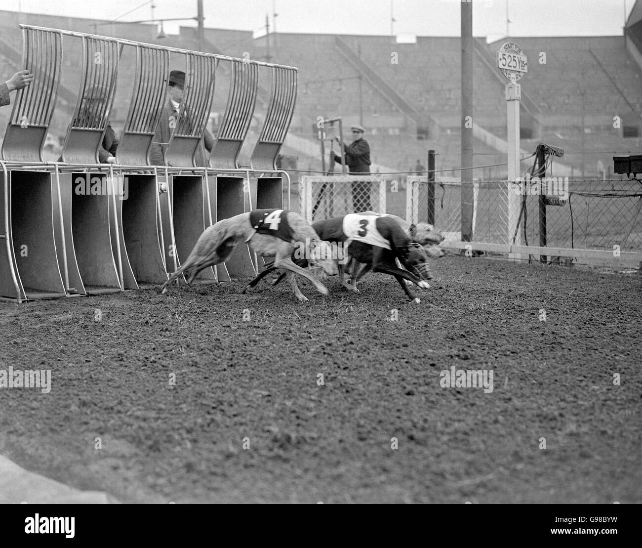 Greyhound Racing - Stade Wembley.Les chiens sortent de leurs pièges au début d'une course d'essai Banque D'Images