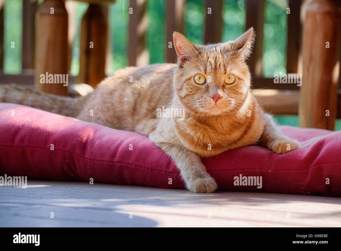 Orange à rayures chat tigré couché à l'extérieur sur cusion. Il regardait voler autour de bugs. Banque D'Images