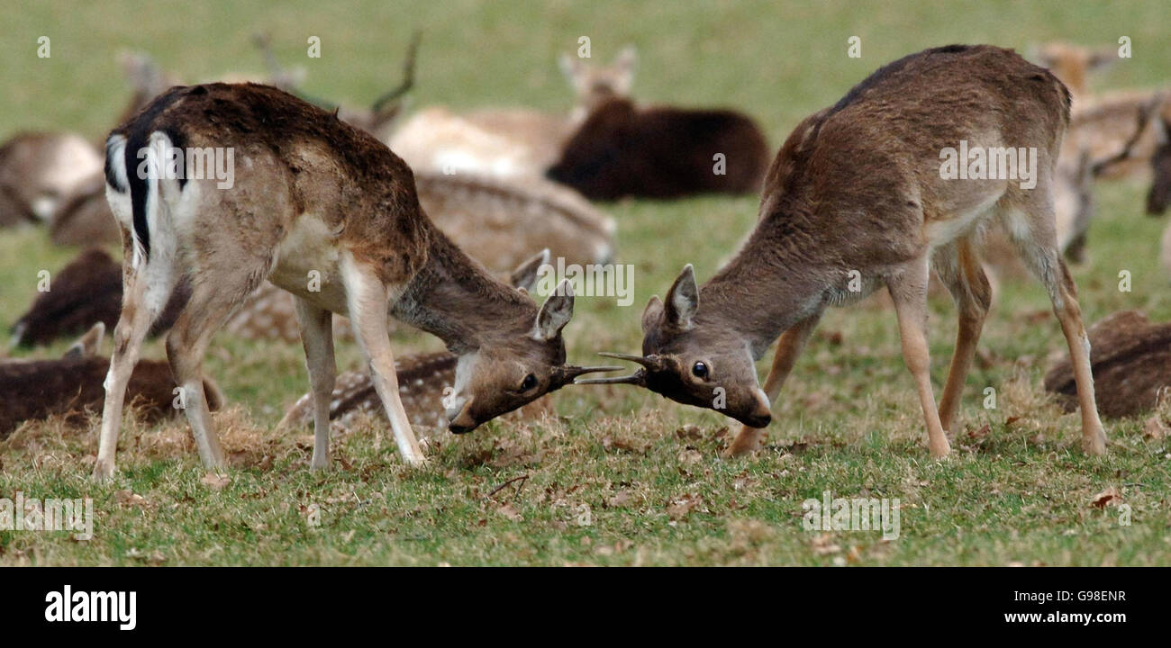 Le premier jour du printemps, le cerf-de-Virginie s'est retrouvé à l'intérieur de Richmond Park, dans le sud-ouest de Londres. Banque D'Images