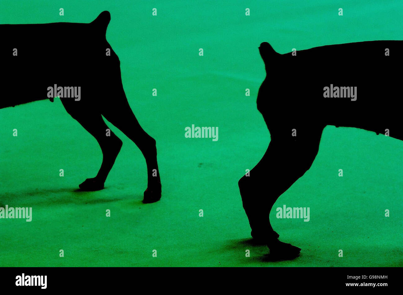 Deux Dobermans lors du jugement au National Exhibition Centre de Birmingham, le jeudi 9 mars 2006, lors du 103e spectacle Crufts. Plus de 24,000 chiens de 32 pays se rassemblent au NEC pour le début de l'exposition annuelle des chiens. L'événement, qui en est à sa 115e année, devrait attirer des dizaines de milliers de visiteurs sur le site de Birmingham pendant quatre jours de compétition qui a culminé avec le prestigieux concours Best in Show. Voir PA Story ANIMAUX Crufts. APPUYEZ SUR ASSOCIATION photo. Le crédit photo devrait se lire: Rui Vieira/PA. Banque D'Images