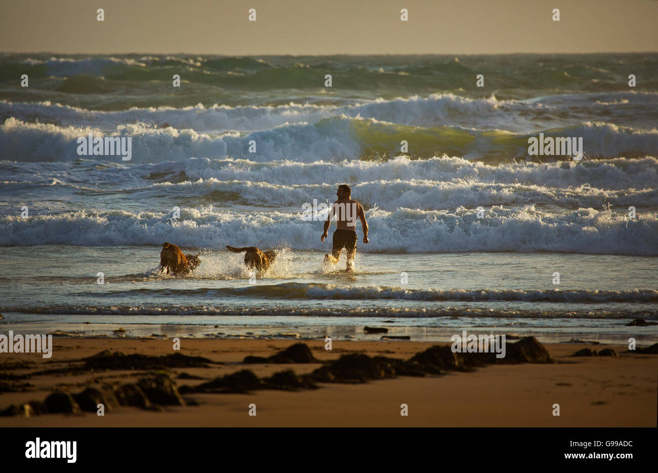 Un nageur entrant dans la mer avec ses deux chiens,Northcott bouche,Cornwall Banque D'Images