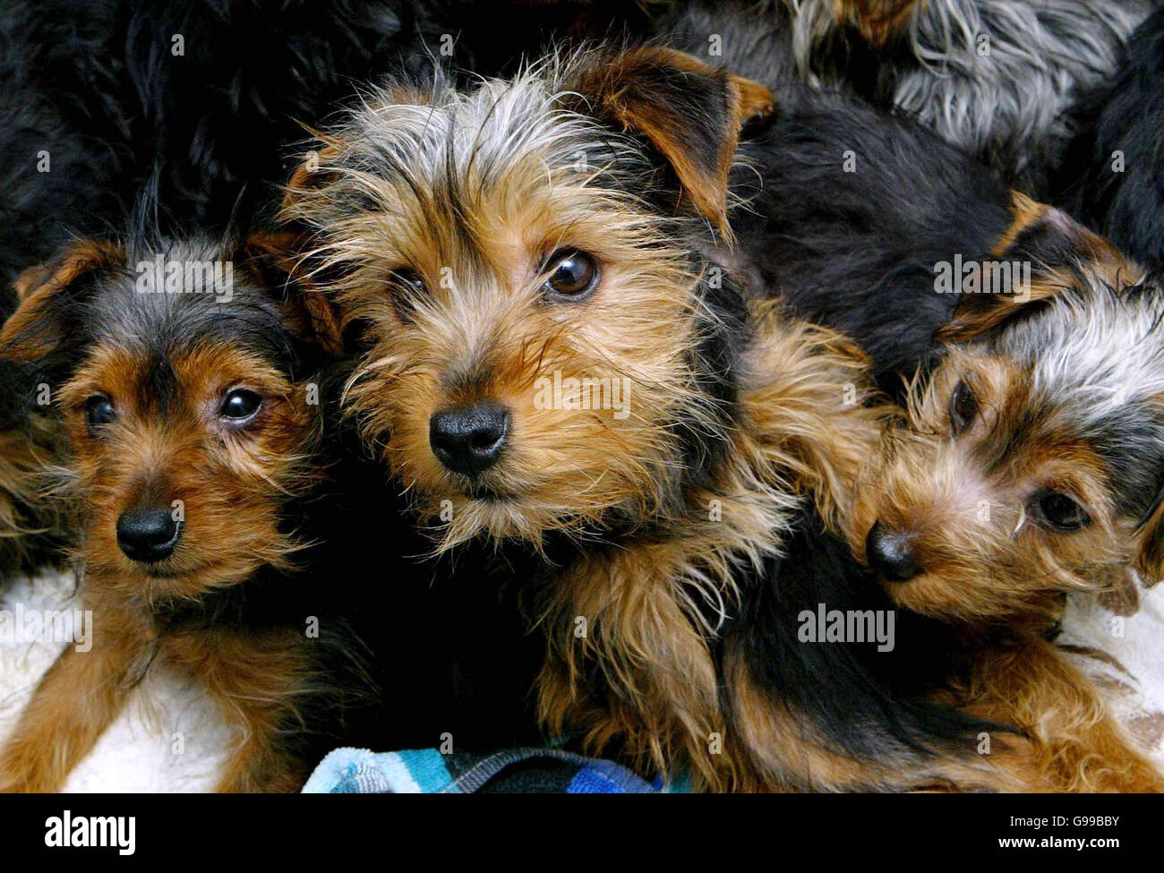 Un groupe de Yorkshire Terriers qui sont actuellement nourris à la santé au Kit Wilson Trust à Hadlow Down, dans l'est du Sussex, après que les sauveteurs du bien-être animal ont découvert 204 chiens entassés dans un abri de jardin. Banque D'Images