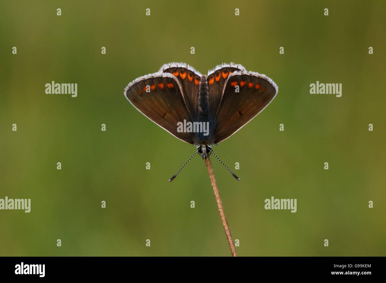 Papillon Argus brun mâle Banque D'Images