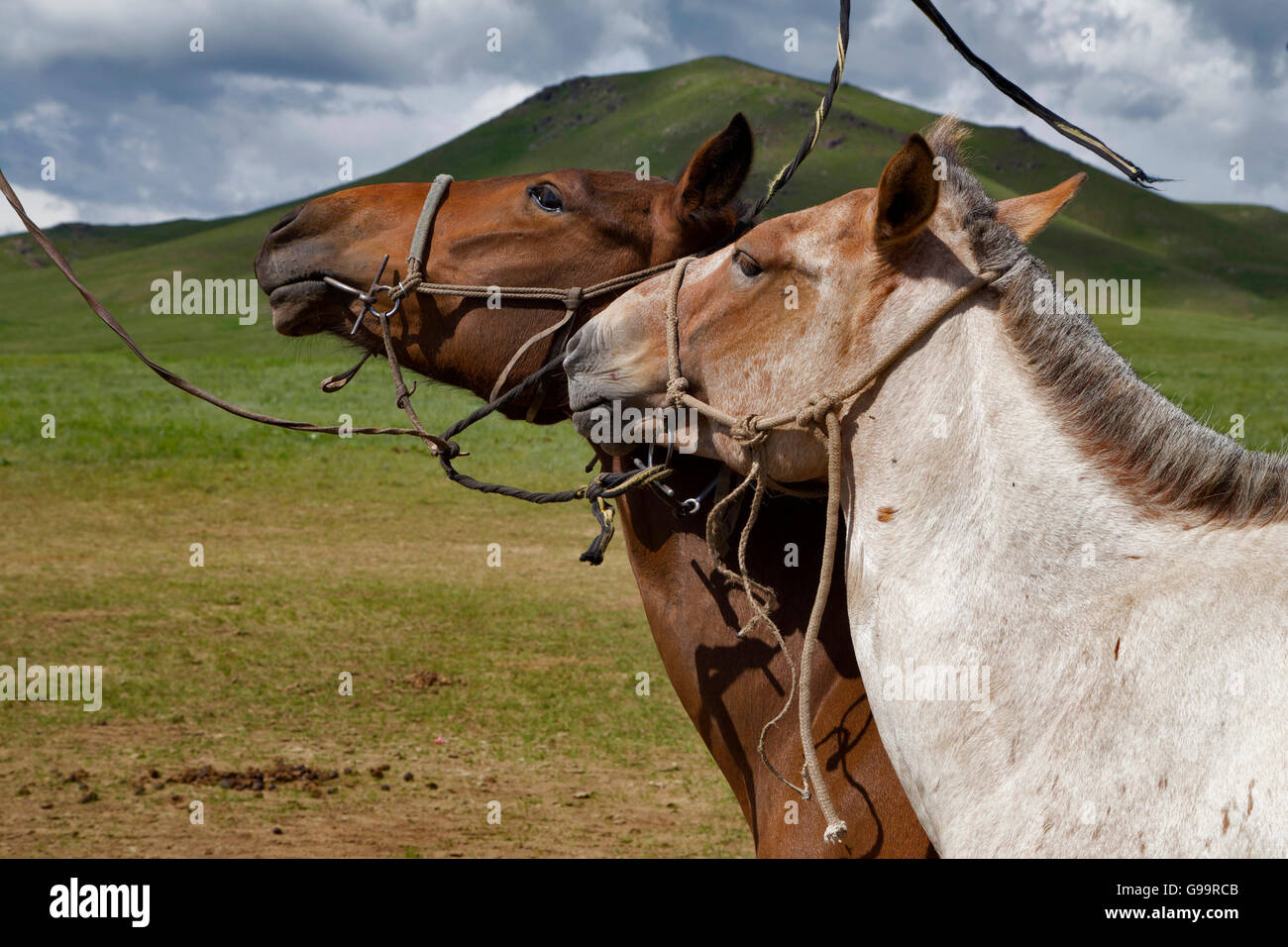 Cheval couple dans l'amour, la Mongolie. ( Yılkı Horse ) Banque D'Images