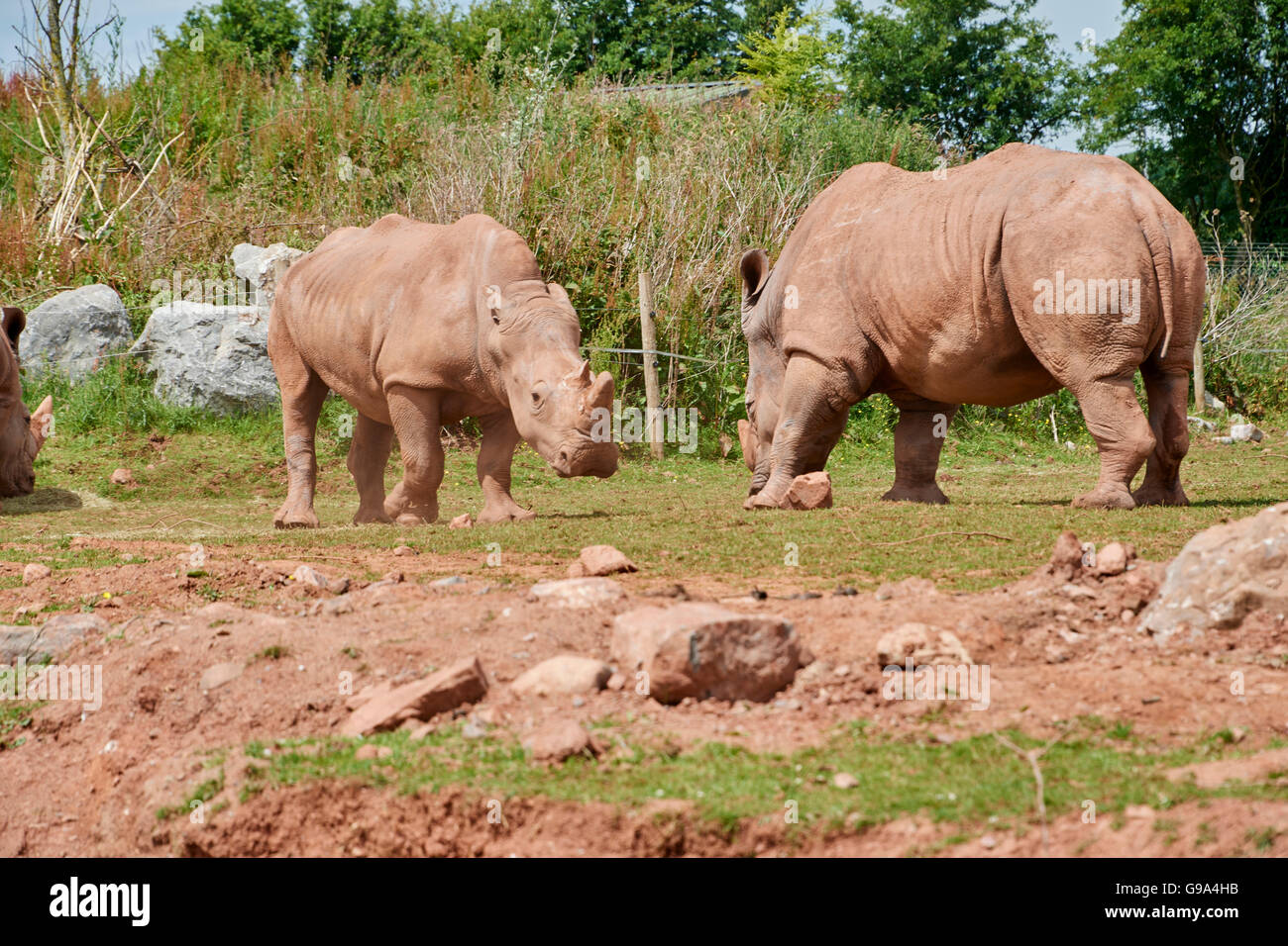 Les rhinocéros blancs sont le plus grand encore (non-éteinte) des rhinocéros dans le monde. Leur nom est une erreur car, comme ils sont un très simila Banque D'Images