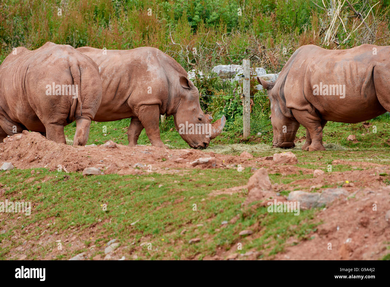 Les rhinocéros blancs sont le plus grand encore (non-éteinte) des rhinocéros dans le monde. Banque D'Images