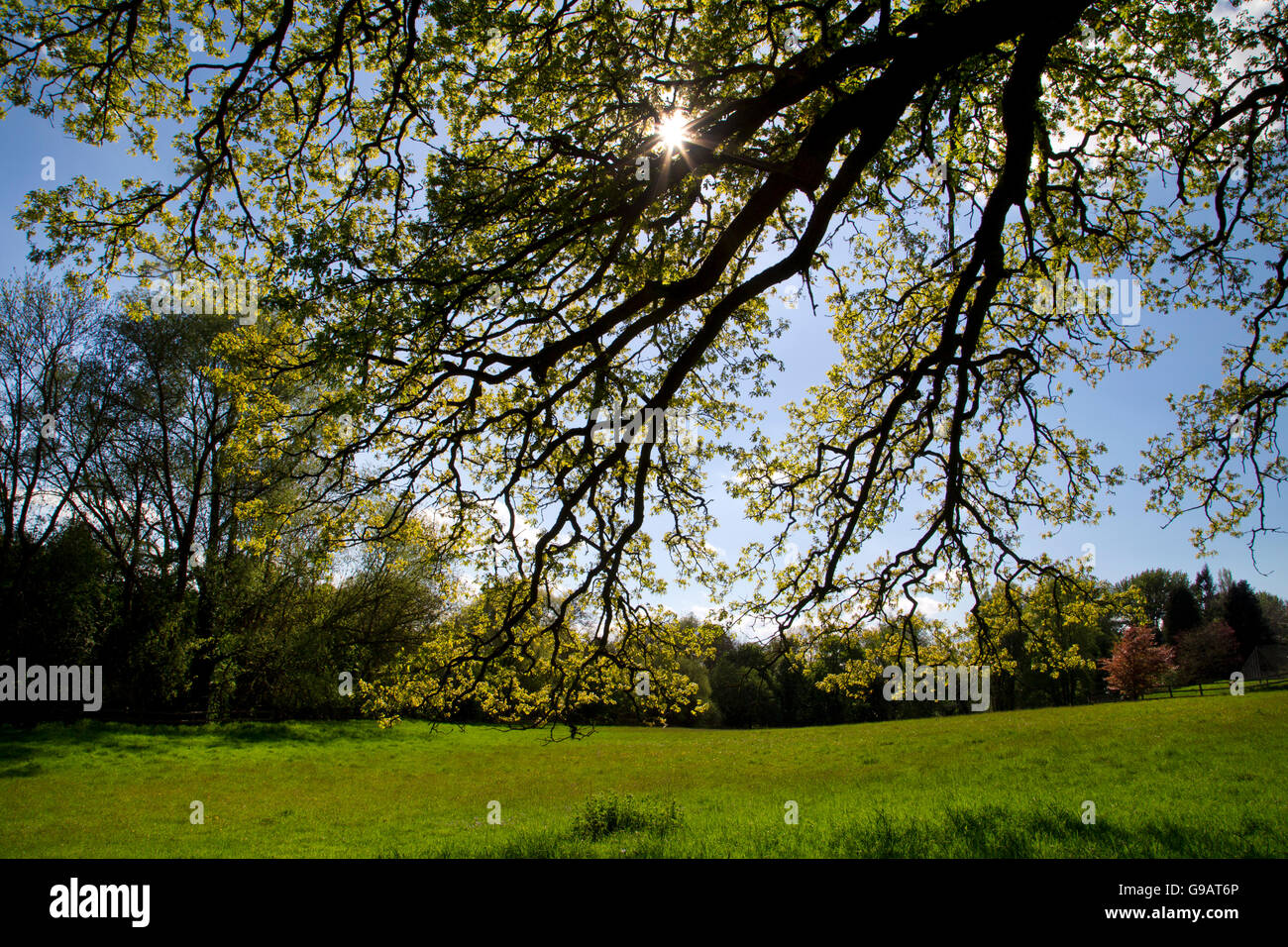 Lumière de printemps à travers shinning Oak tree Banque D'Images