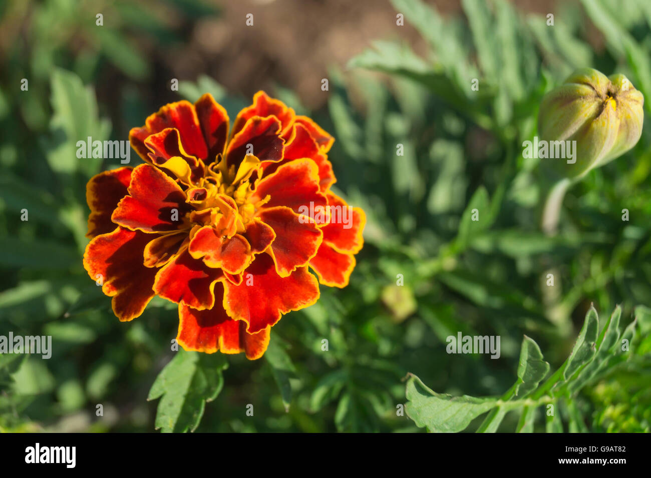 Belle fleur rouge se développe sur fond de feuille verte Banque D'Images