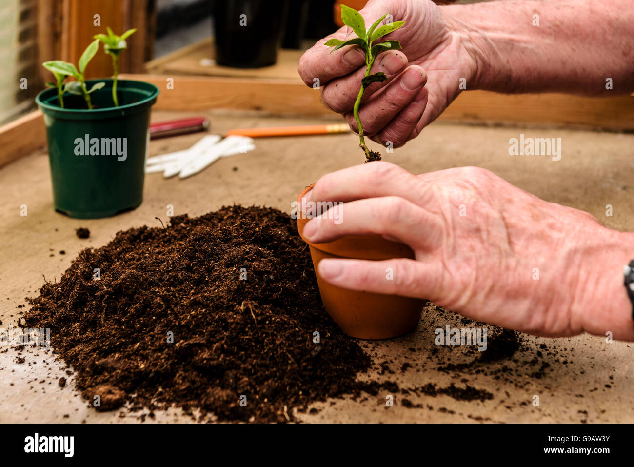 Rempotage de jeunes plants dans un seul pot.Le repiquage, les piqûres. Banque D'Images