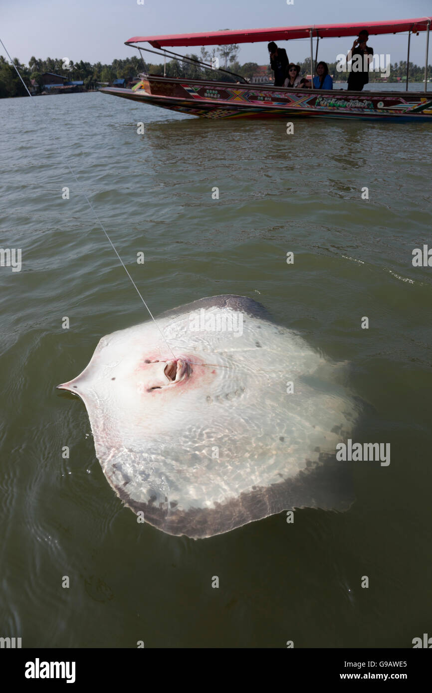 Une grande eau douce stingray géant accroché à la rivière Maeklong en Thaïlande tourne sur son dos comme il est transporté à la surface de la t Banque D'Images