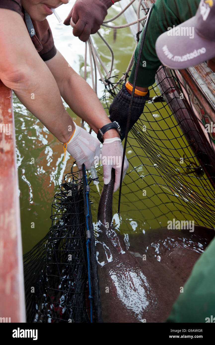 Un chercheur thaïlandais prend un échantillon du venin de la queue d'un géant stingray en eau douce dans le cadre d'un projet de recherche. Banque D'Images