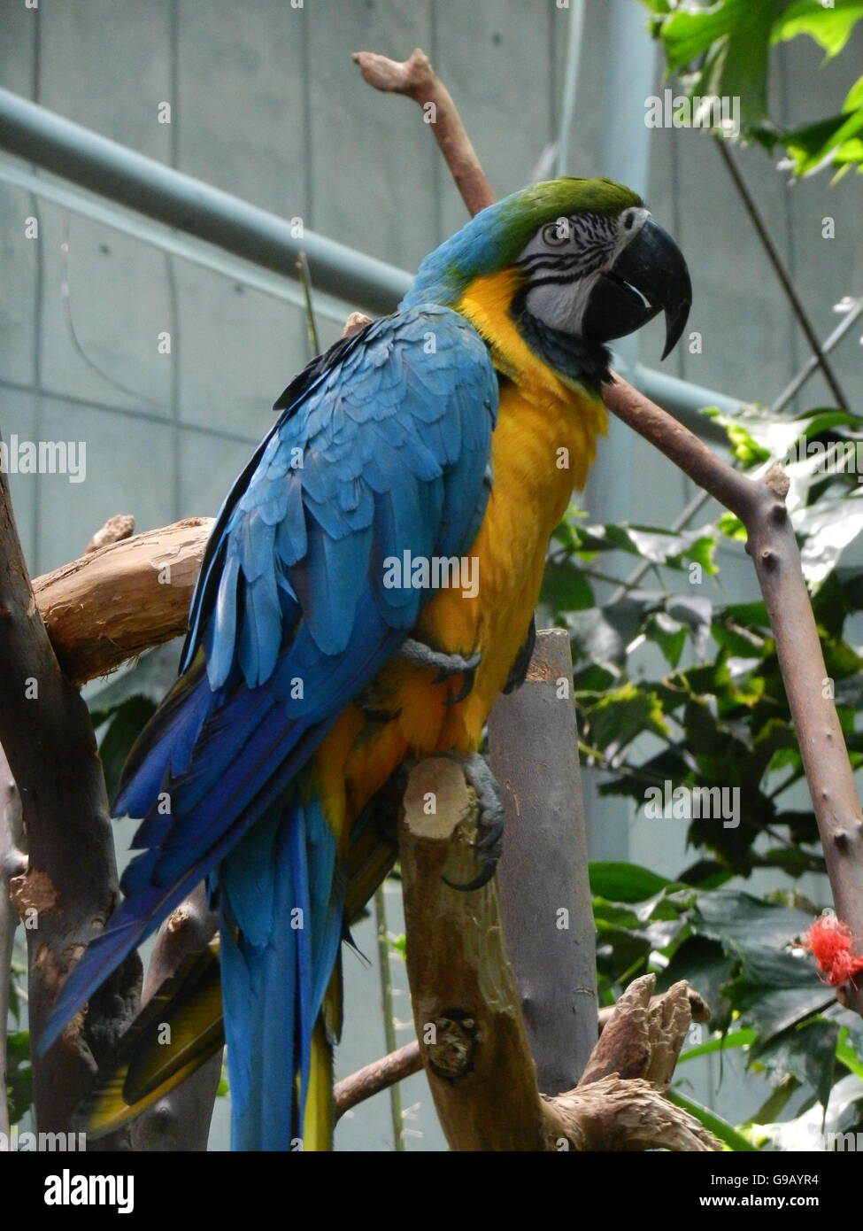 Bleu vert et jaune permanent brunch sur parrot Banque D'Images