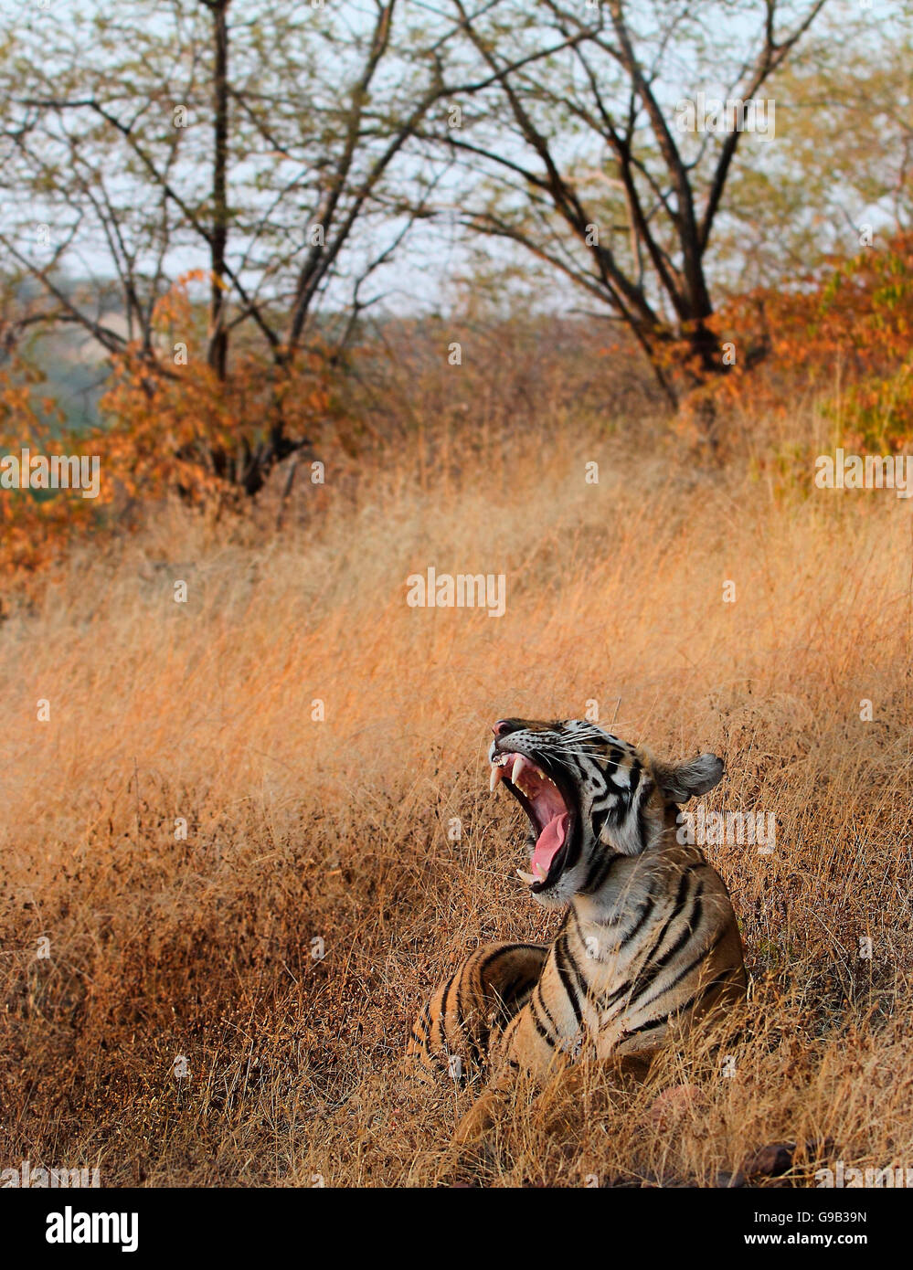 Royal Bengal Tiger bâillement Banque D'Images