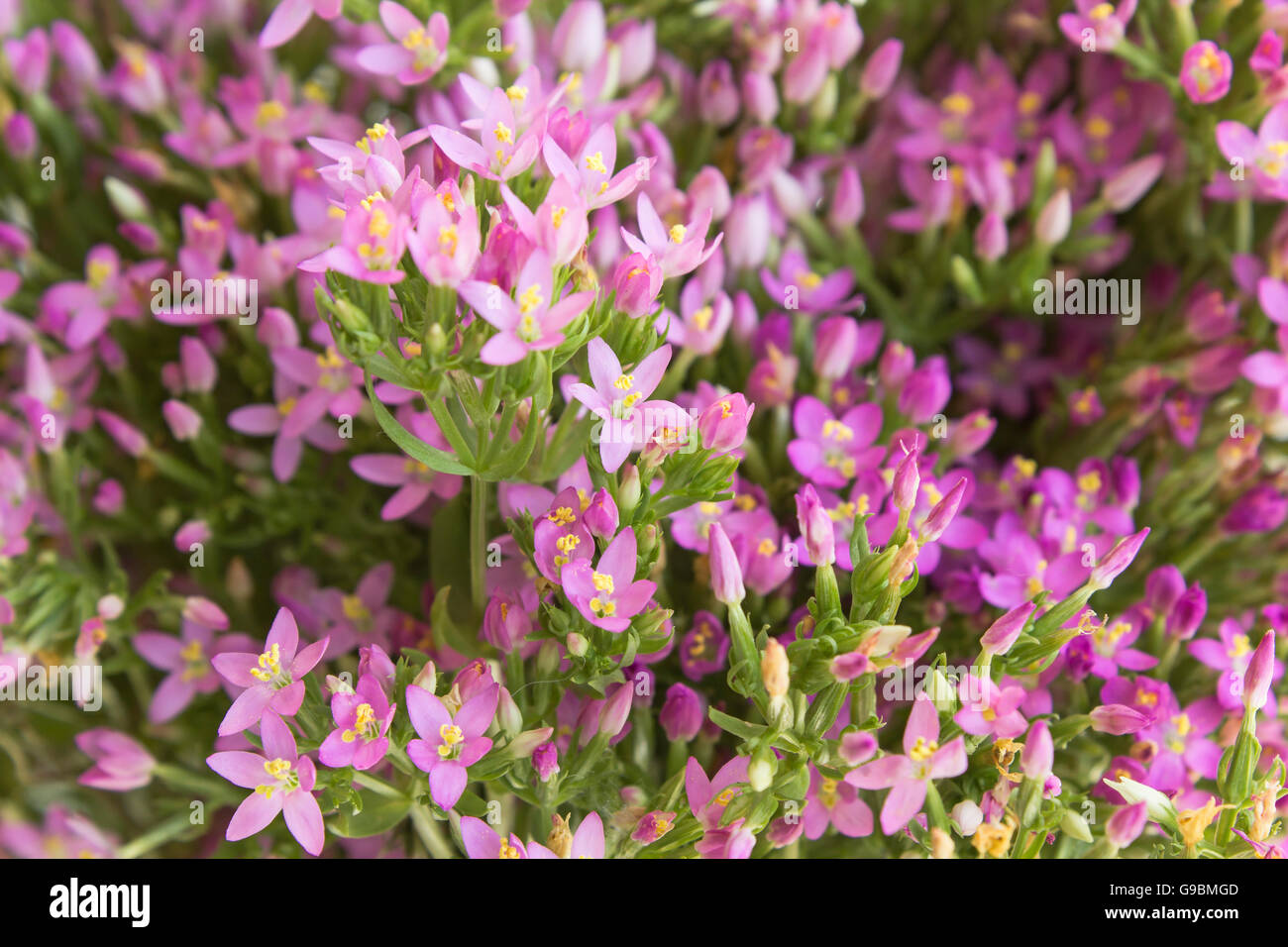 Centaurée Centaurium erythraea commune ( ) des fleurs. Banque D'Images