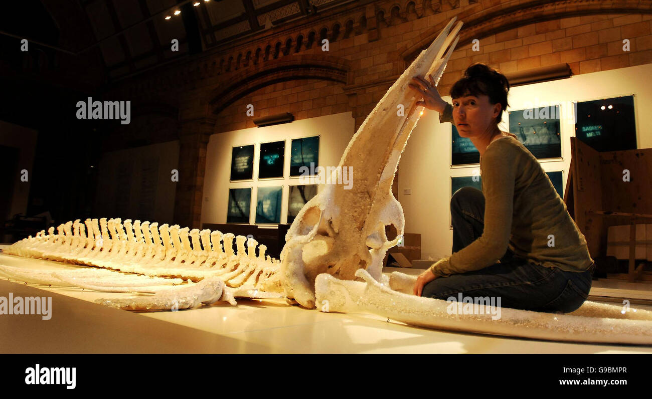 L'artiste Heather Achroyd apporte la touche finale au squelette d'une baleine de Minke, lors d'une nouvelle exposition au Musée d'histoire naturelle du centre de Londres. Banque D'Images