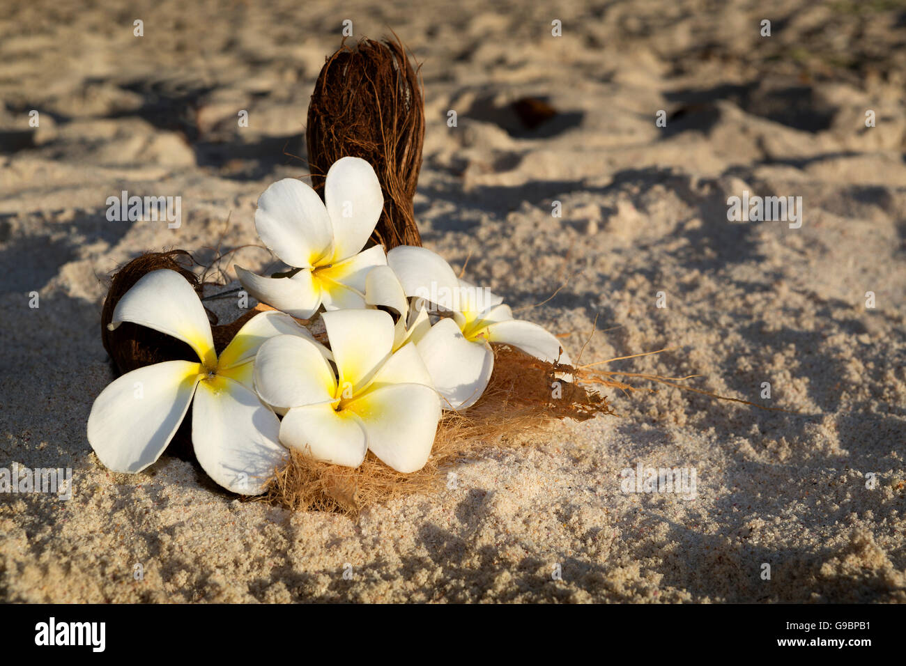 Décoration florale pour mariage à la plage aux Seychelles Banque D'Images