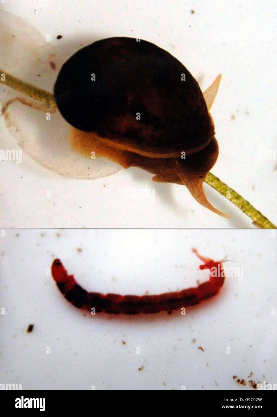 Un escargot d'étang (en haut) et un ver de sang semblable à ceux capturés par le prince de Galles au cours d'une session de trempage d'étang au Daerwynno Outdoor Centre près d'Ynysybwl dans le sud du pays de Galles. Banque D'Images