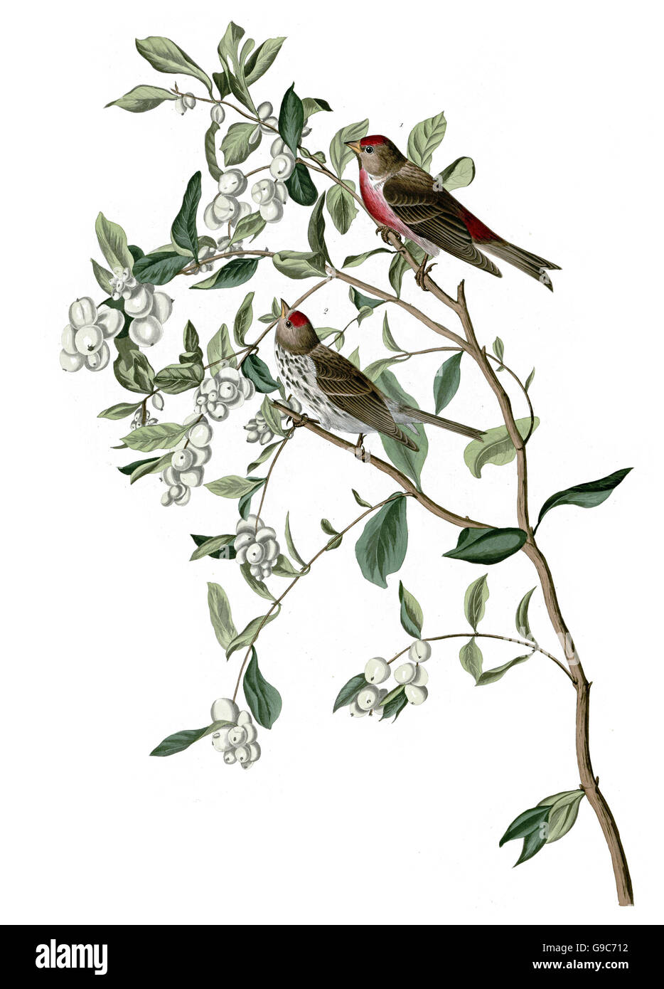 Sizerin flammé, Carduelis flammea, oiseaux, 1827 - 1838 Banque D'Images