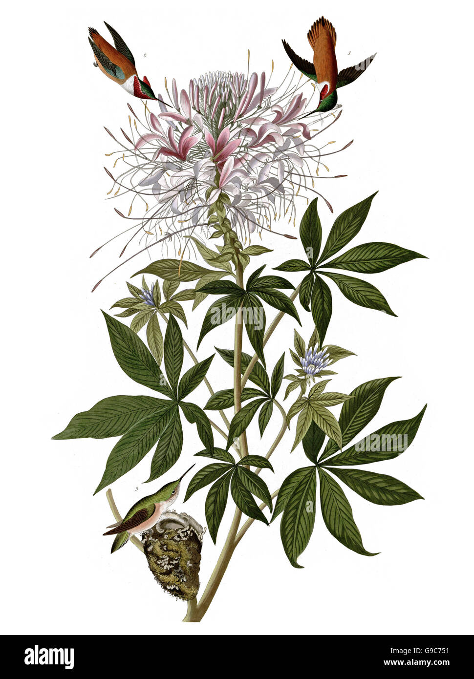 Colibri roux, Selasphorus rufus, oiseaux, 1827 - 1838 Banque D'Images