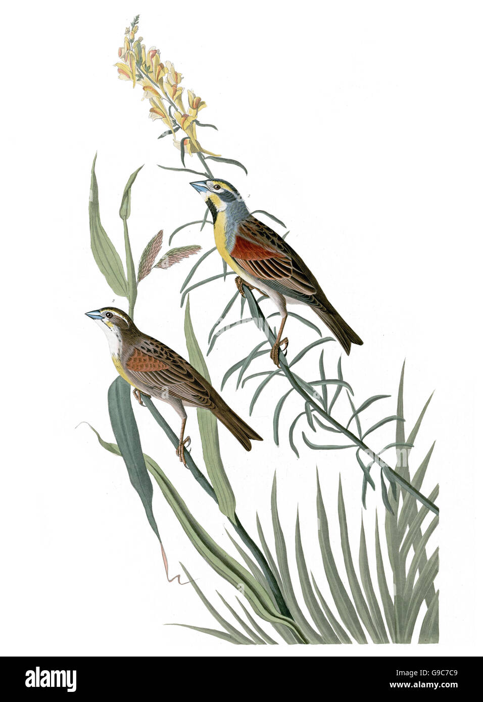 Spiza americana Dickcissel,, d'oiseaux, 1827 - 1838 Banque D'Images